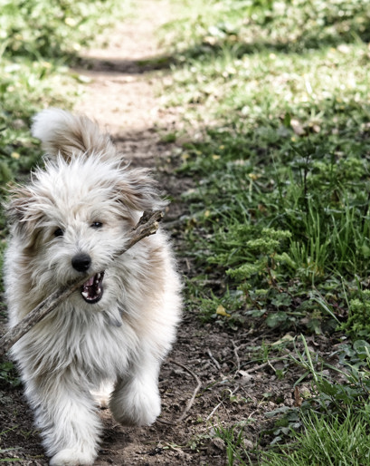 Hund 2 - Nymindegab camping.jpg